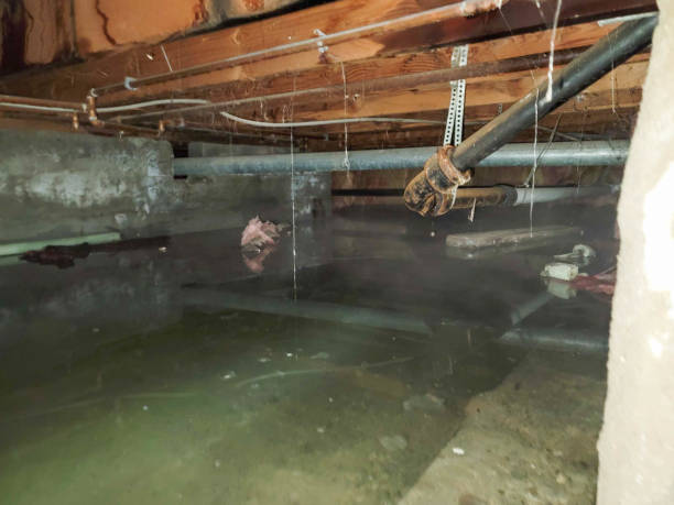 Best Basement Water Damage Restoration in Green Valley, CA